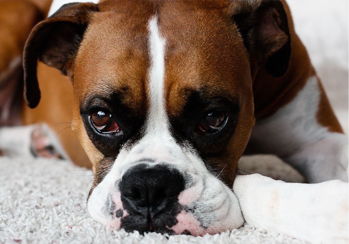 Gros plan sur un Boxer