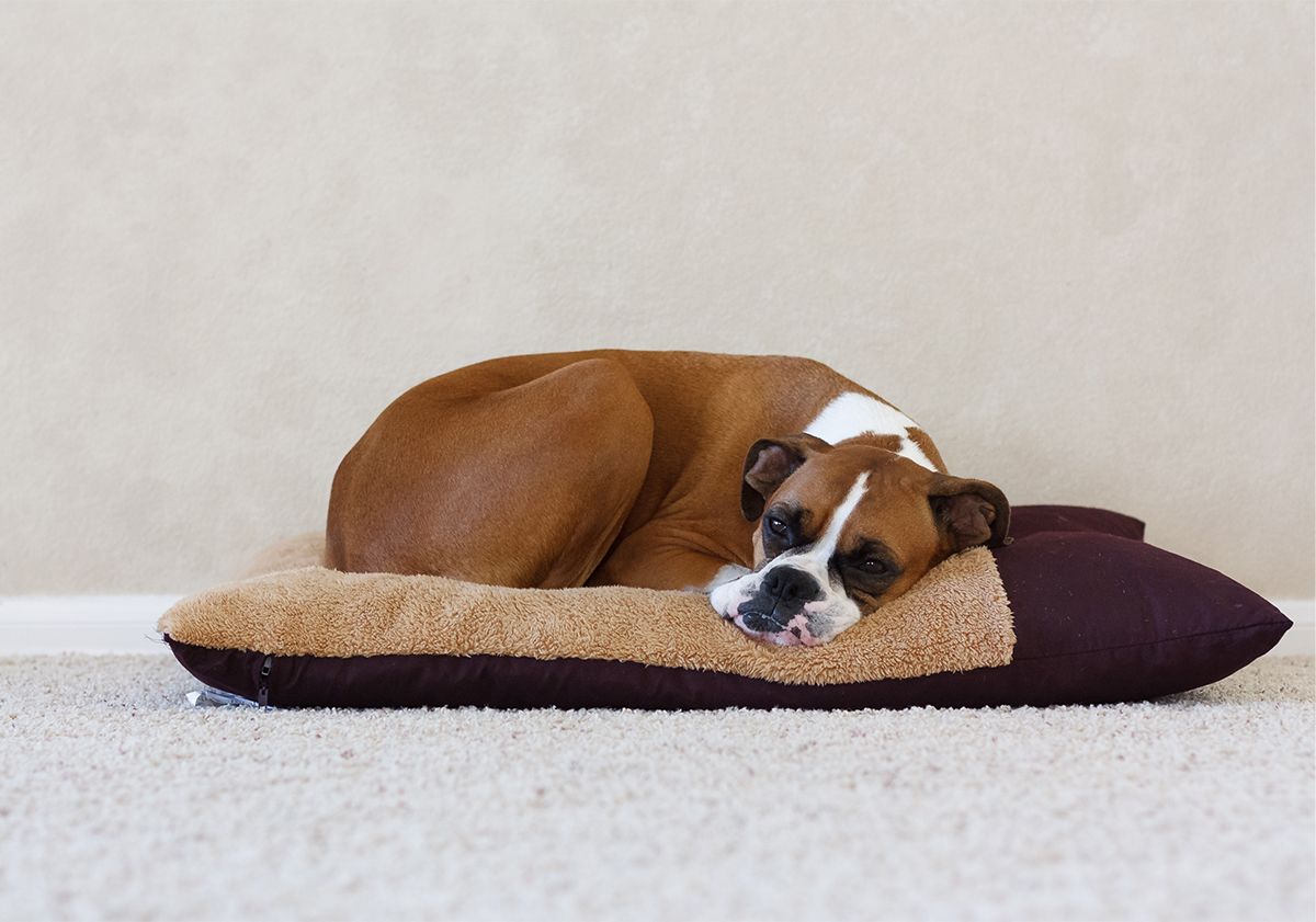 Boxer allongé sur son panier