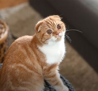 Scottish Fold en intérieur