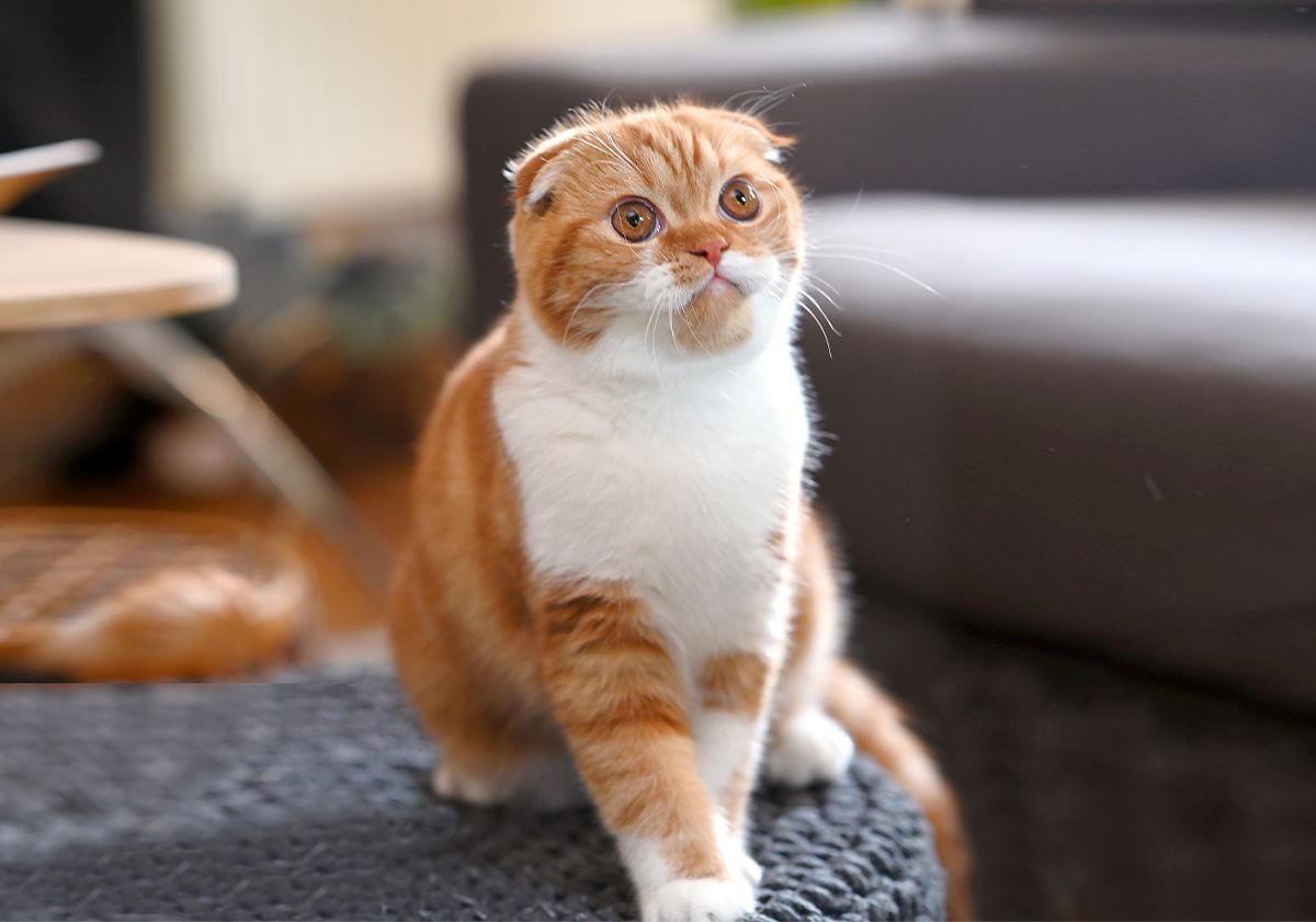 Scottish Fold