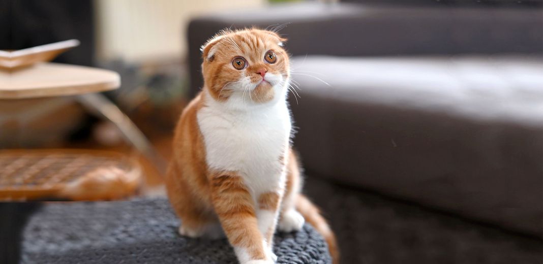 Scottish Fold en intérieur