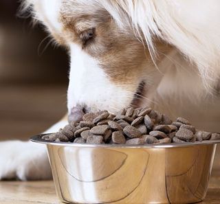 Un chien mangeant des croquettes 