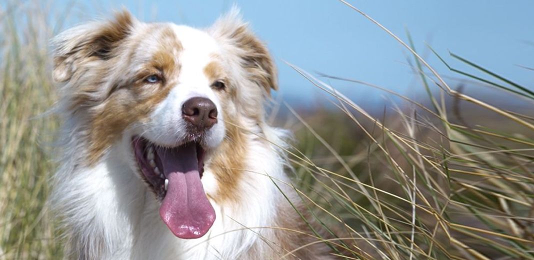 Un chien, la langue tirée, regarde vers sa gauche 