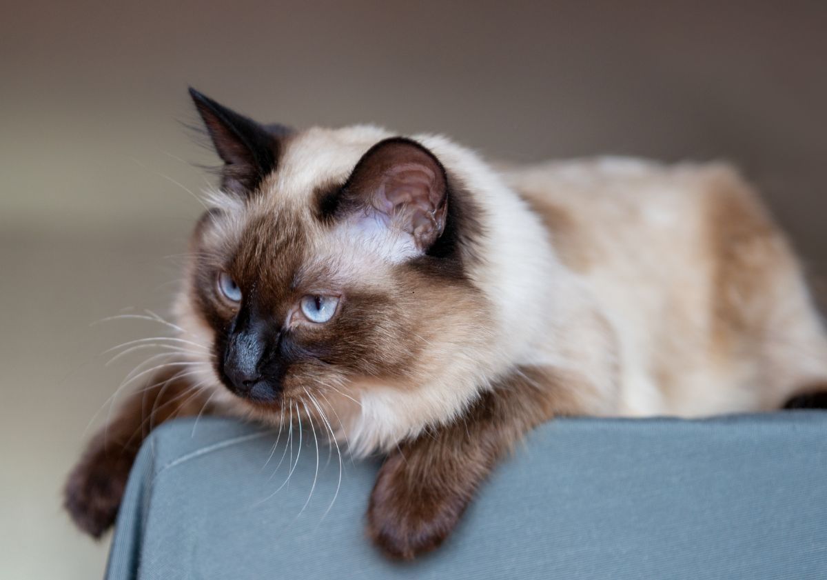 chat balinais sur une table