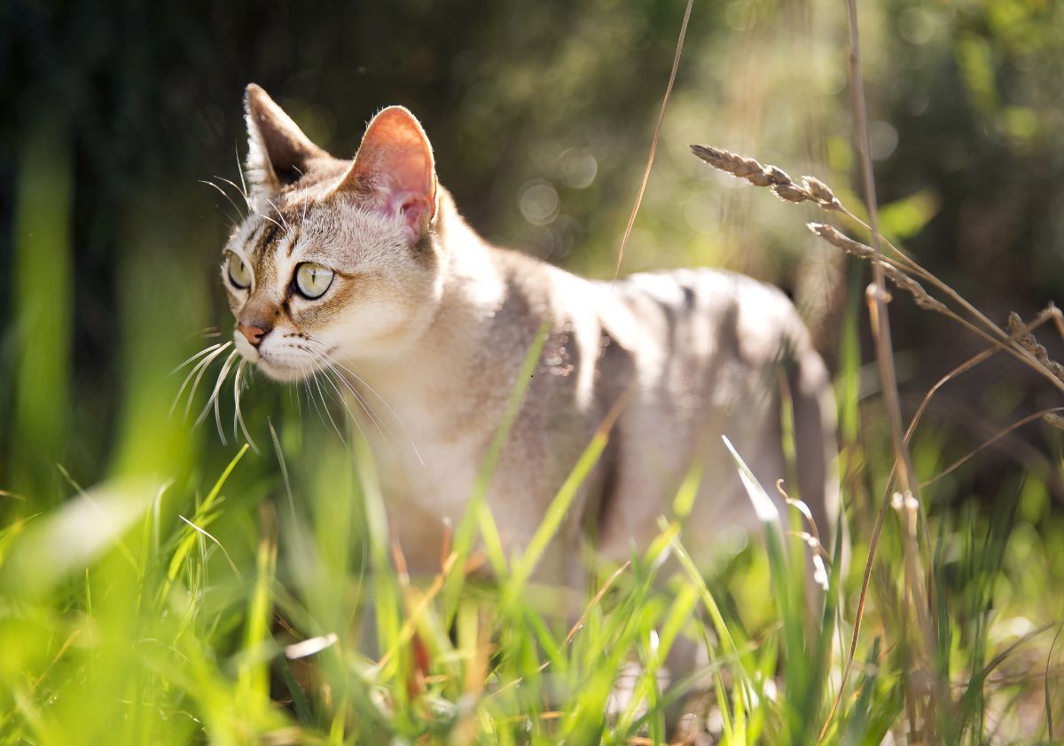 Chat Singapura dans l'herbe