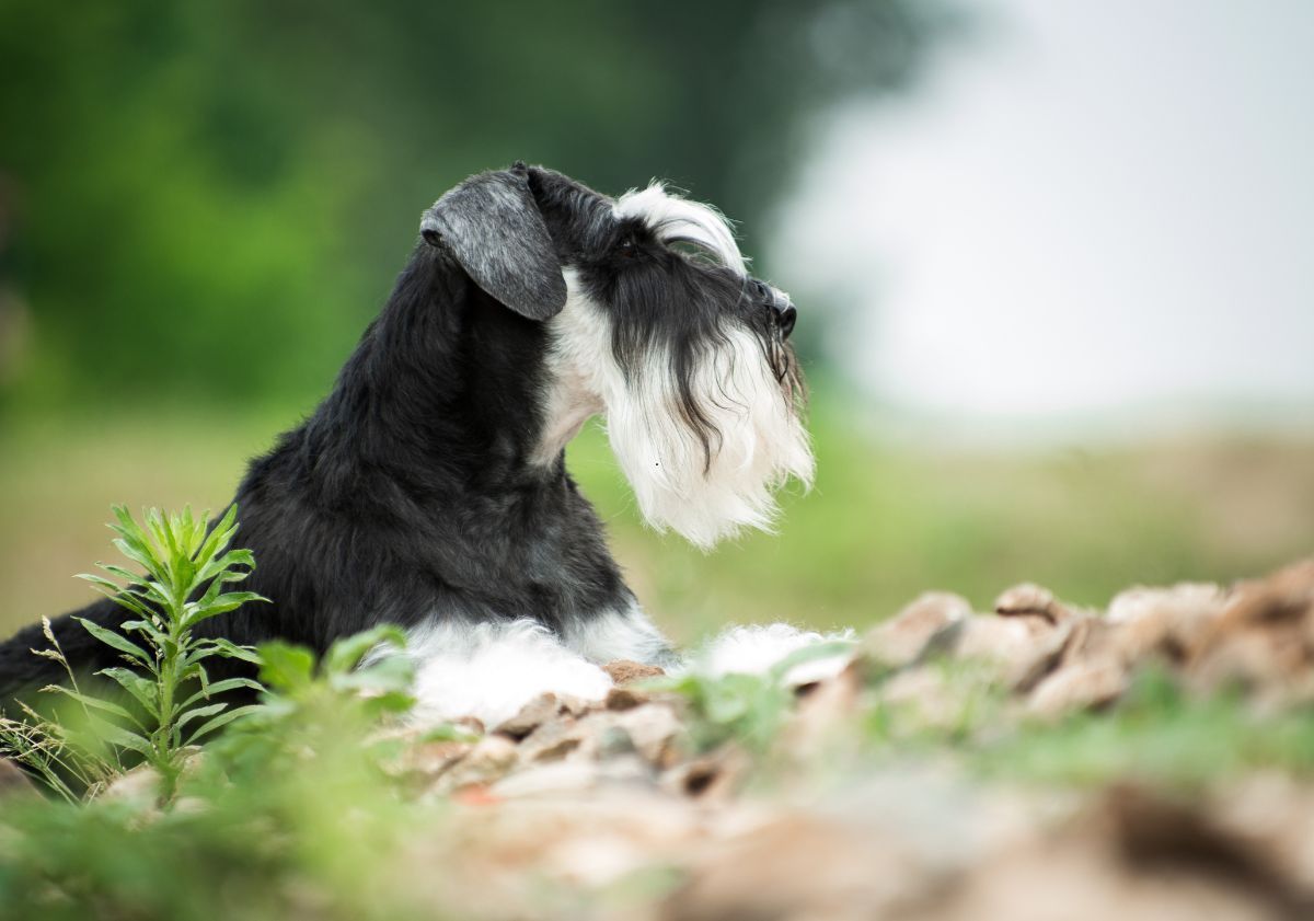 Schnauzer avec moustache blanche