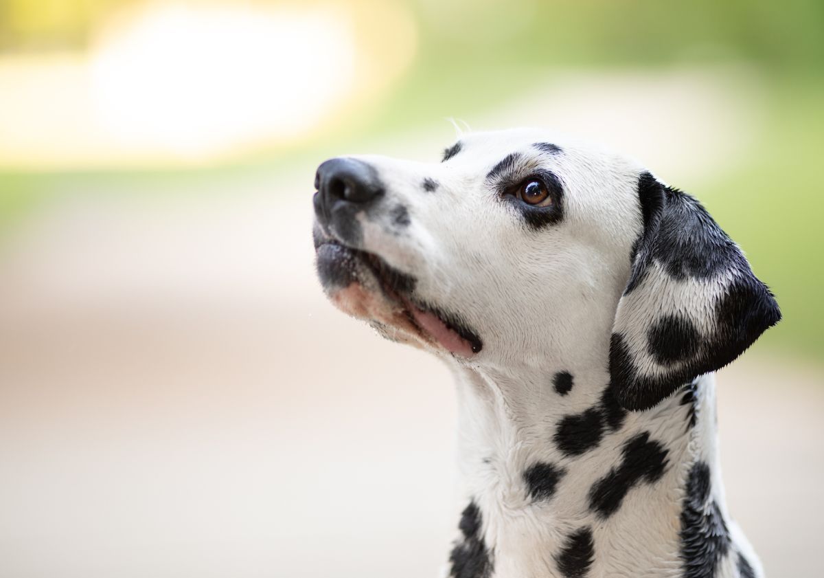 Dalmatien 