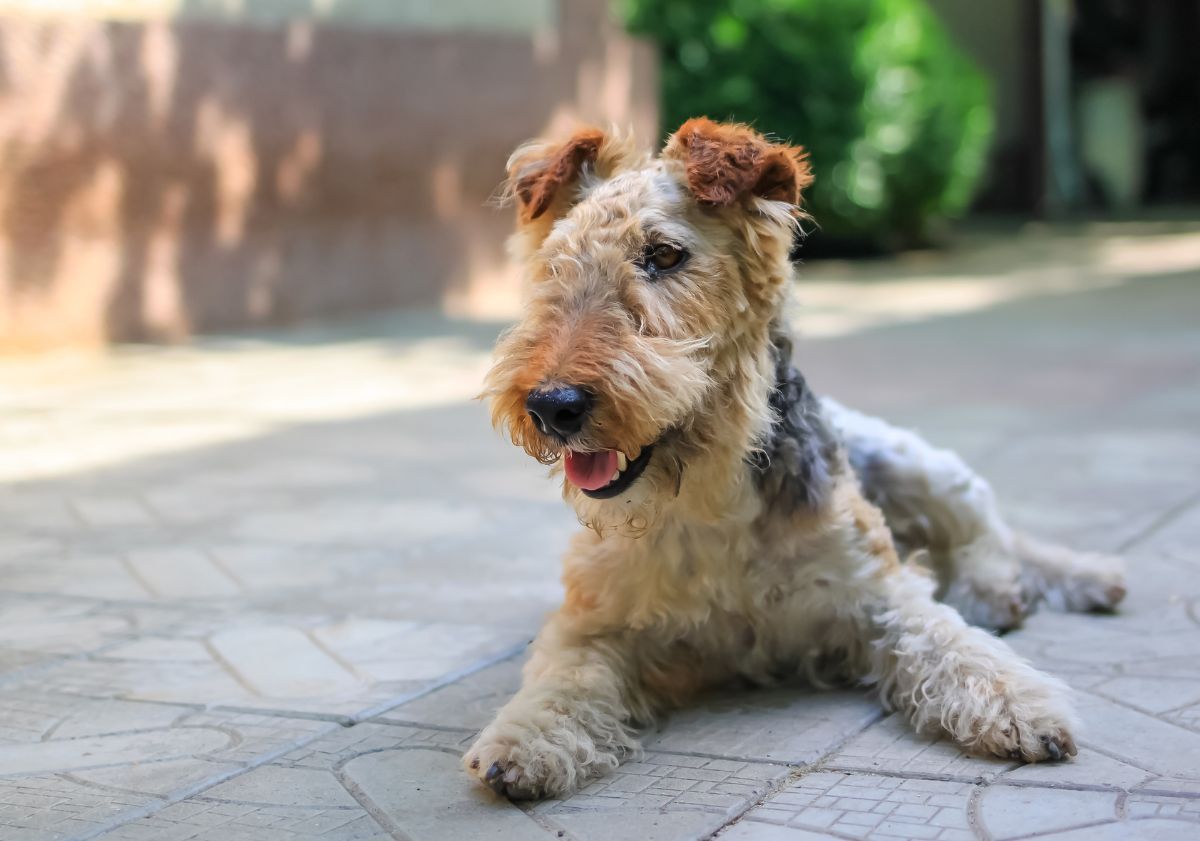 Fox Terrier allongé en extérieur