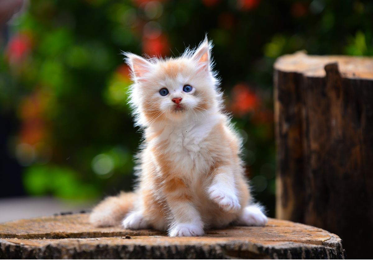 chaton roux et blanc