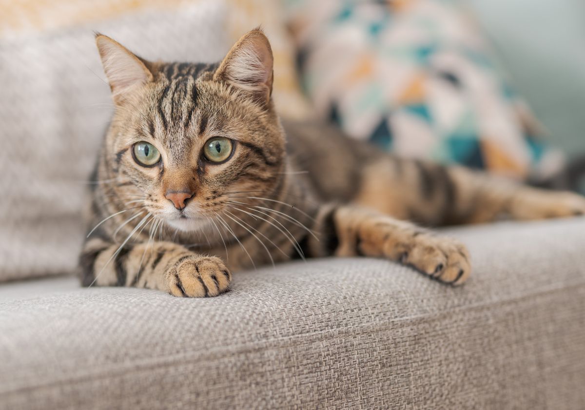 chat tigré sur un canapé