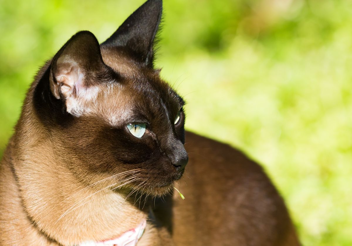 Tonkinois dans l'herbe