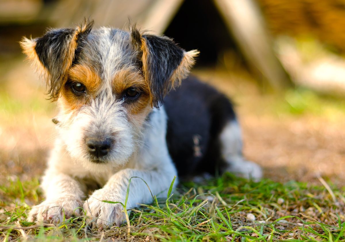 Fox Terrier chiot dans l'herbe