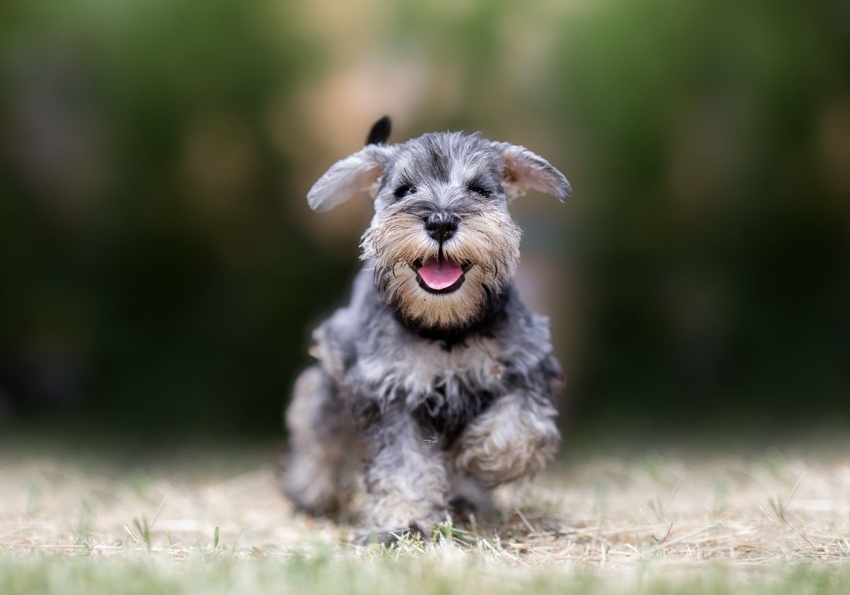 Schnauzer courant dans l'herbe