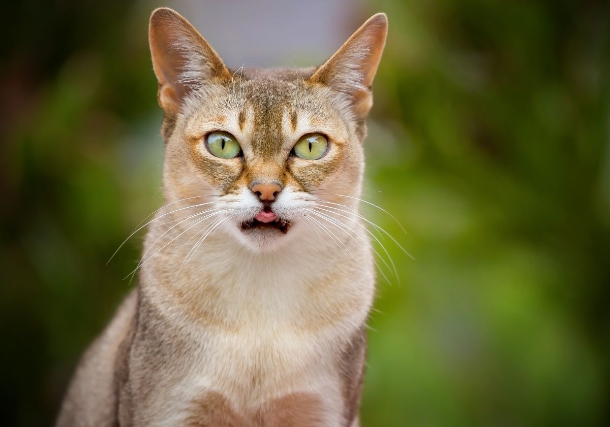 Chat Singapura dans la nature