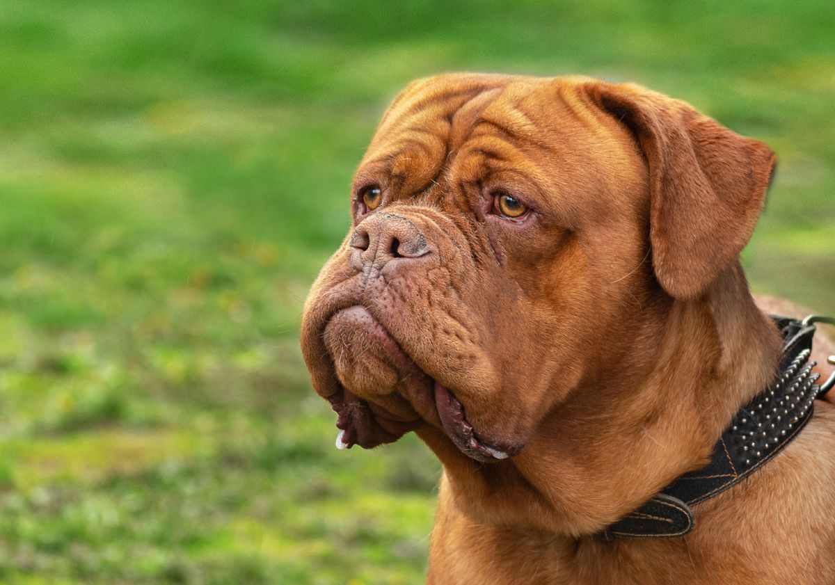 Dogue de bordeaux marron