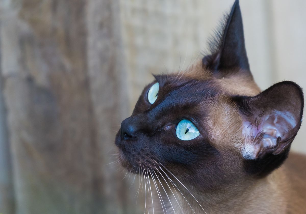 Tonkinois aux yeux bleus