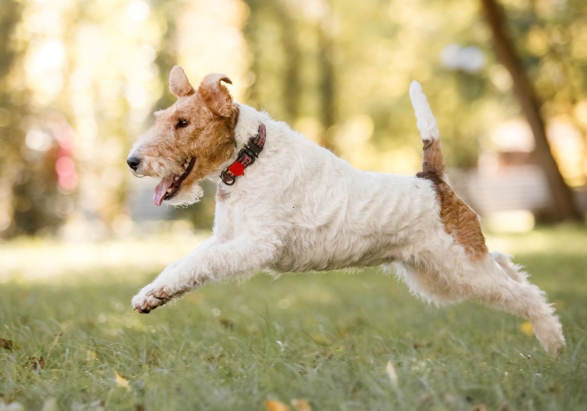 Fox Terrier courant dans les bois