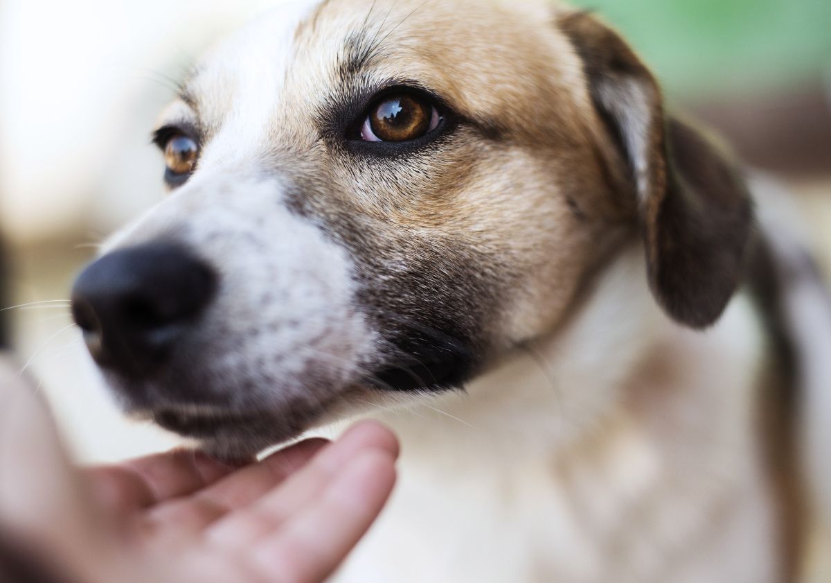 chien beige et blanc 