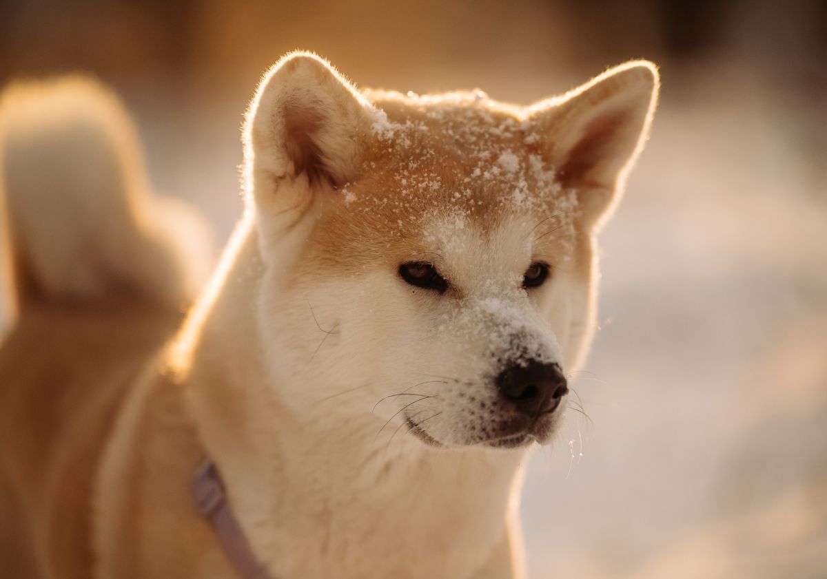 Akita Inu avec de la neige 