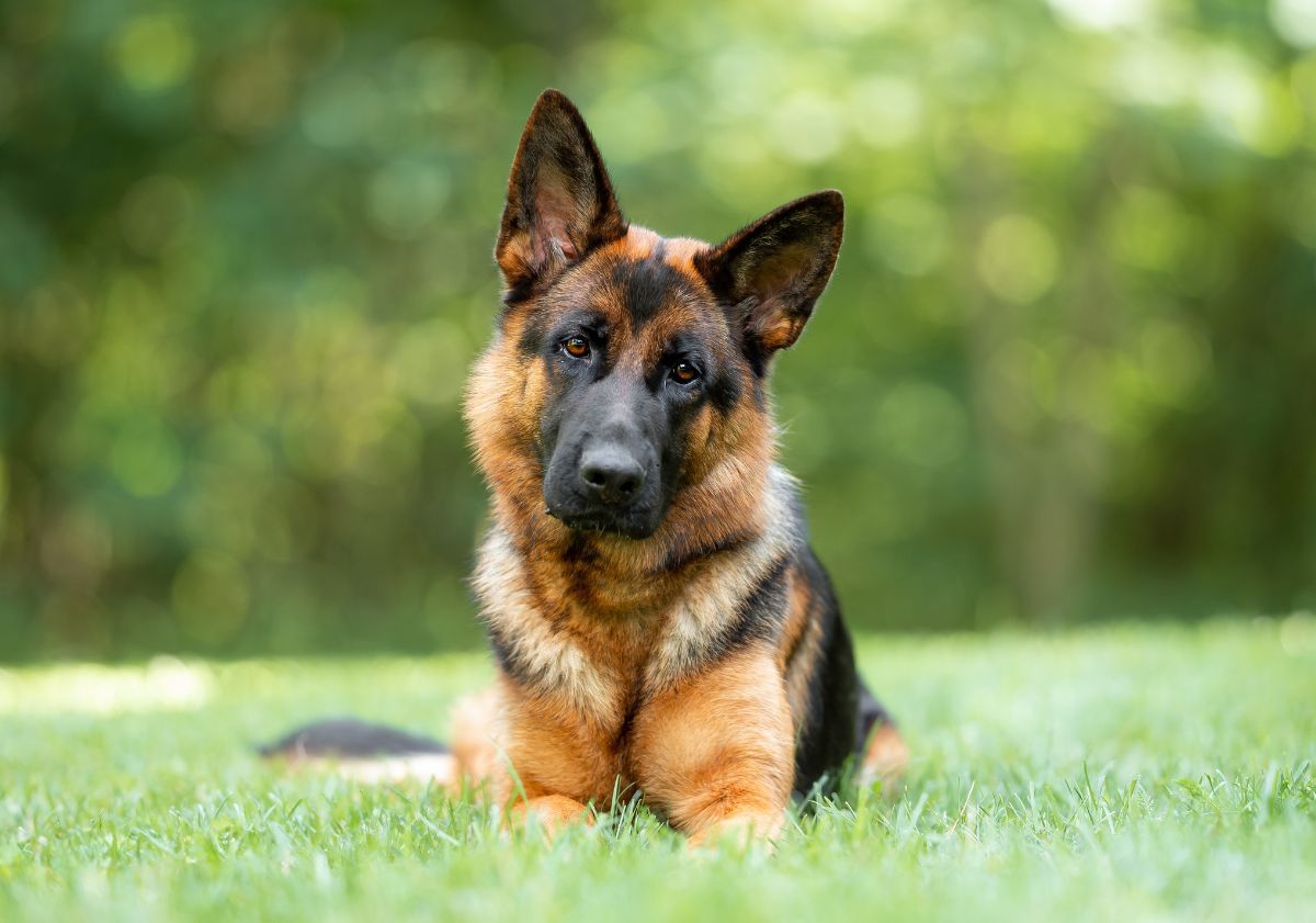 Berger Allemand allongé dans l'herbe