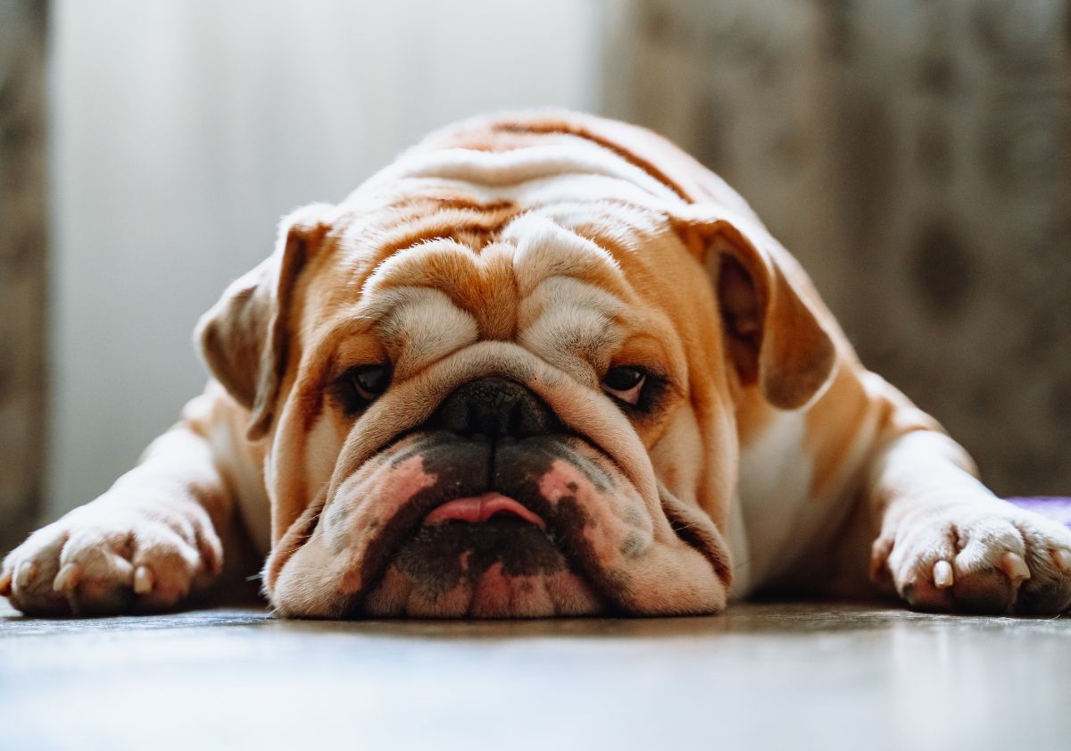 Bulldog anglais allongé