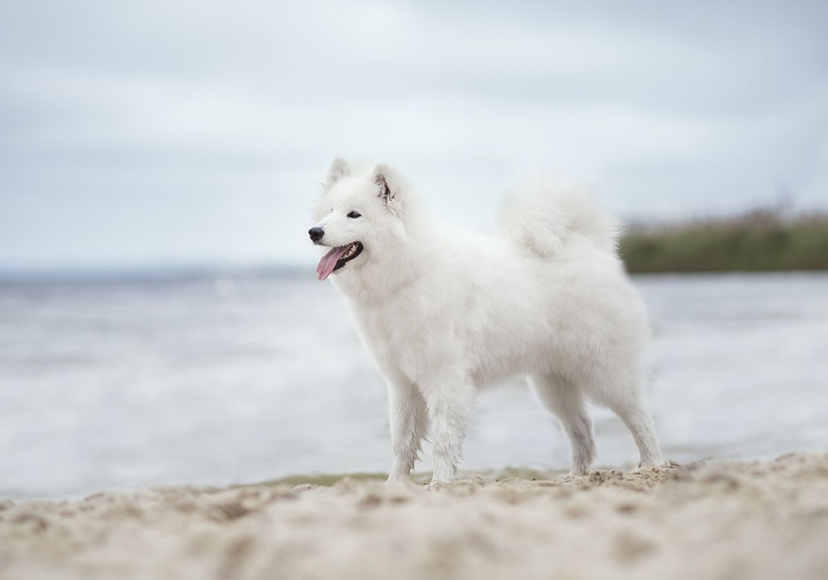 Samoyède sur la plage