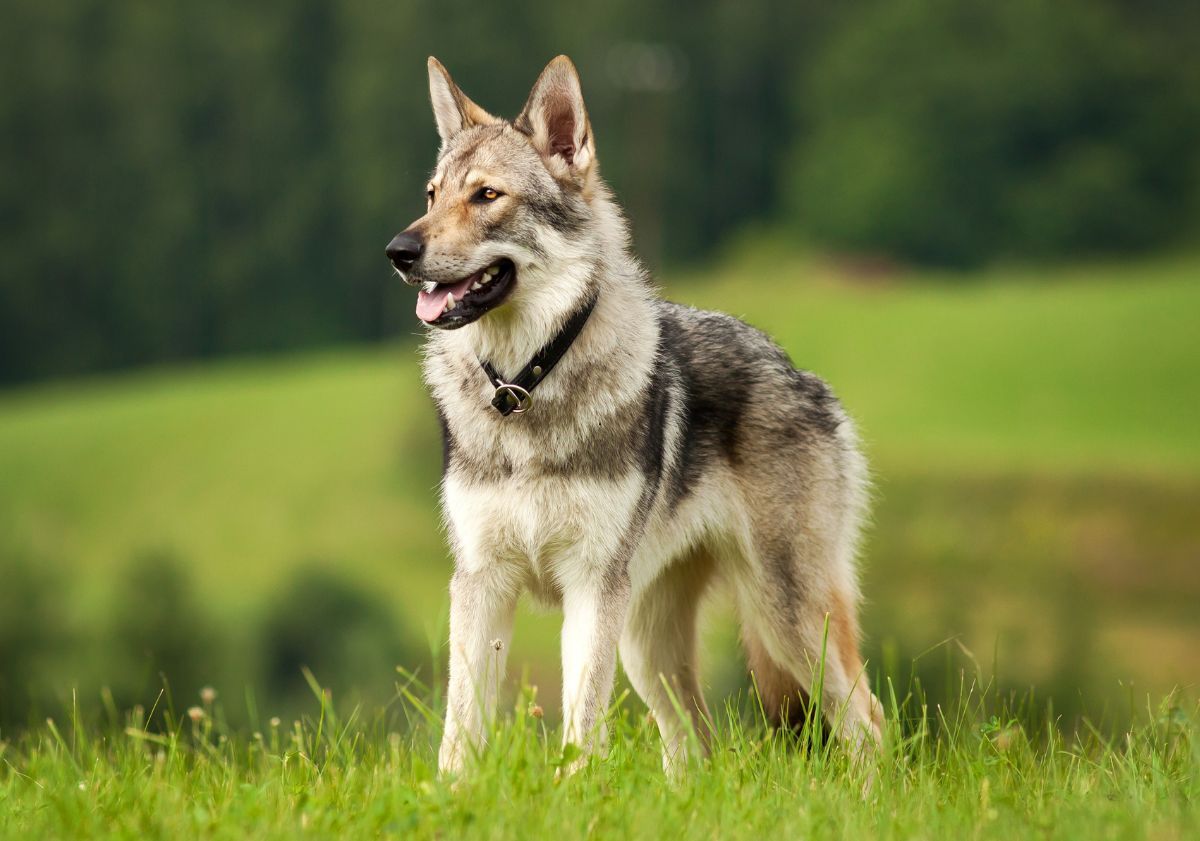 chien loup tchécoslovaque dans la nature