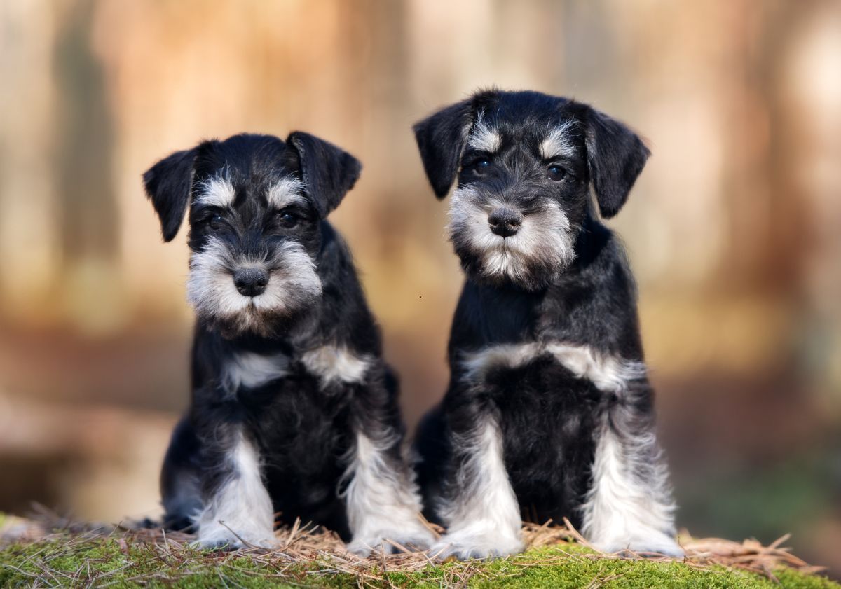 chiots Schnauzer noir et blanc