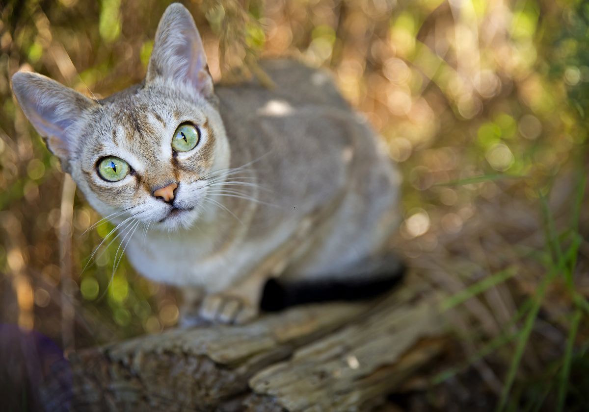 Chat Singapura sur un tronc d'arbre