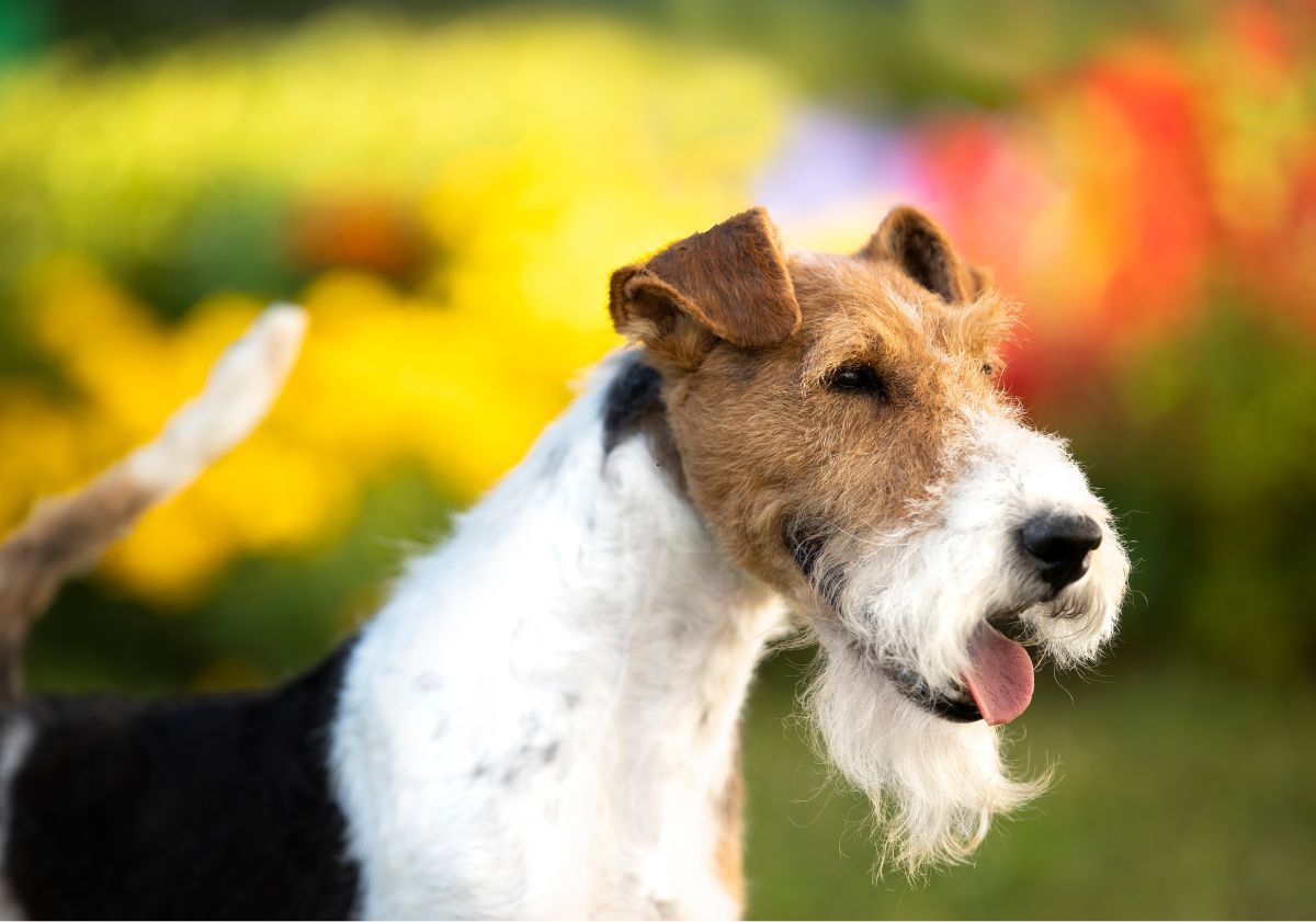 Fox Terrier dans la nature