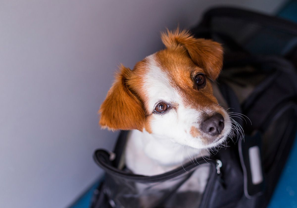 chien roux et blanc dans un sac de voyage