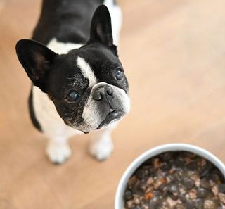 Un Bouledogue devant une gamelle de croquettes garnie de toppers