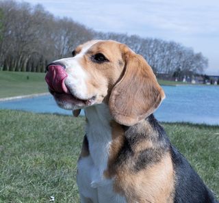 Chien au bord d'un lac