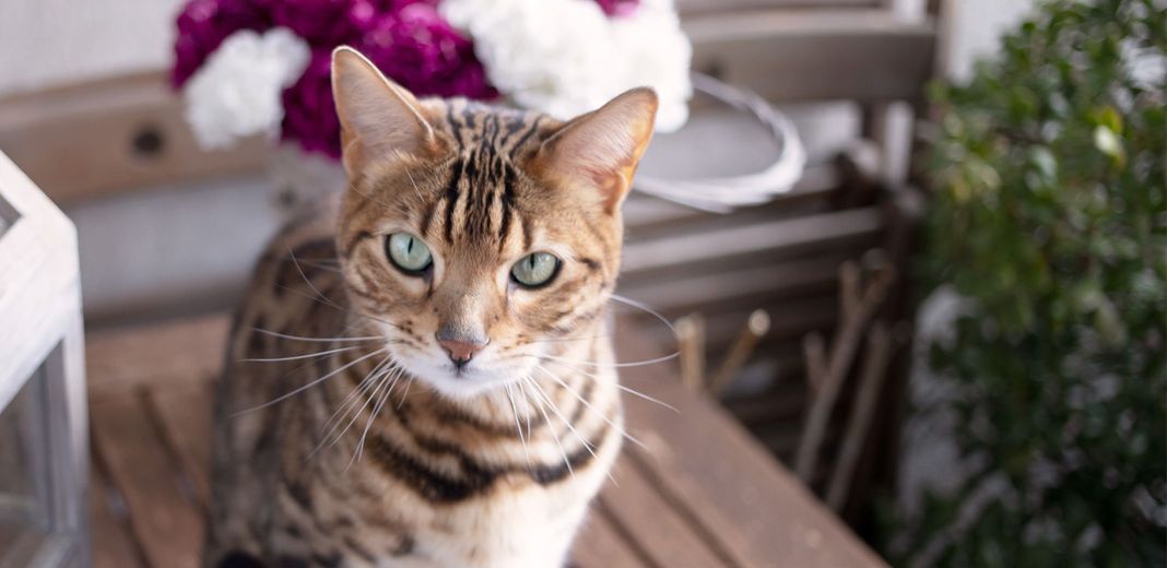 Chat tigré sur une table