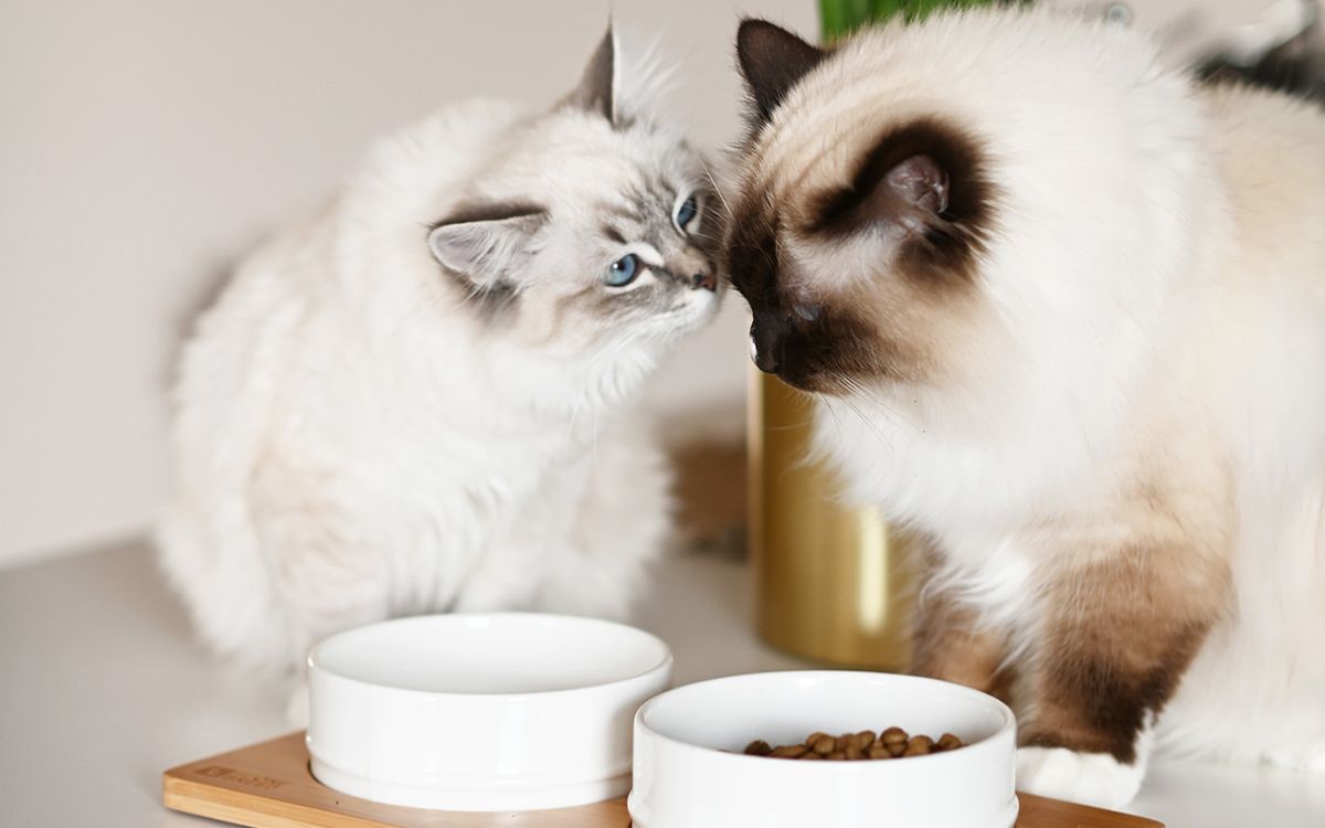 2 chats se reniflant près de leur gamelle de croquettes 