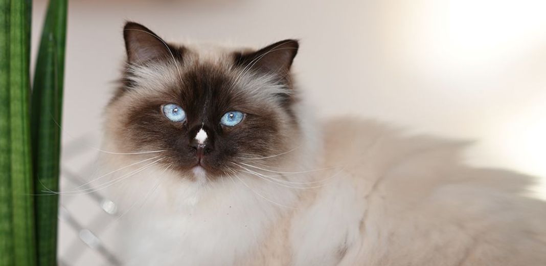 Un chat blanc et noir, en intérieur, regardant l'objectif