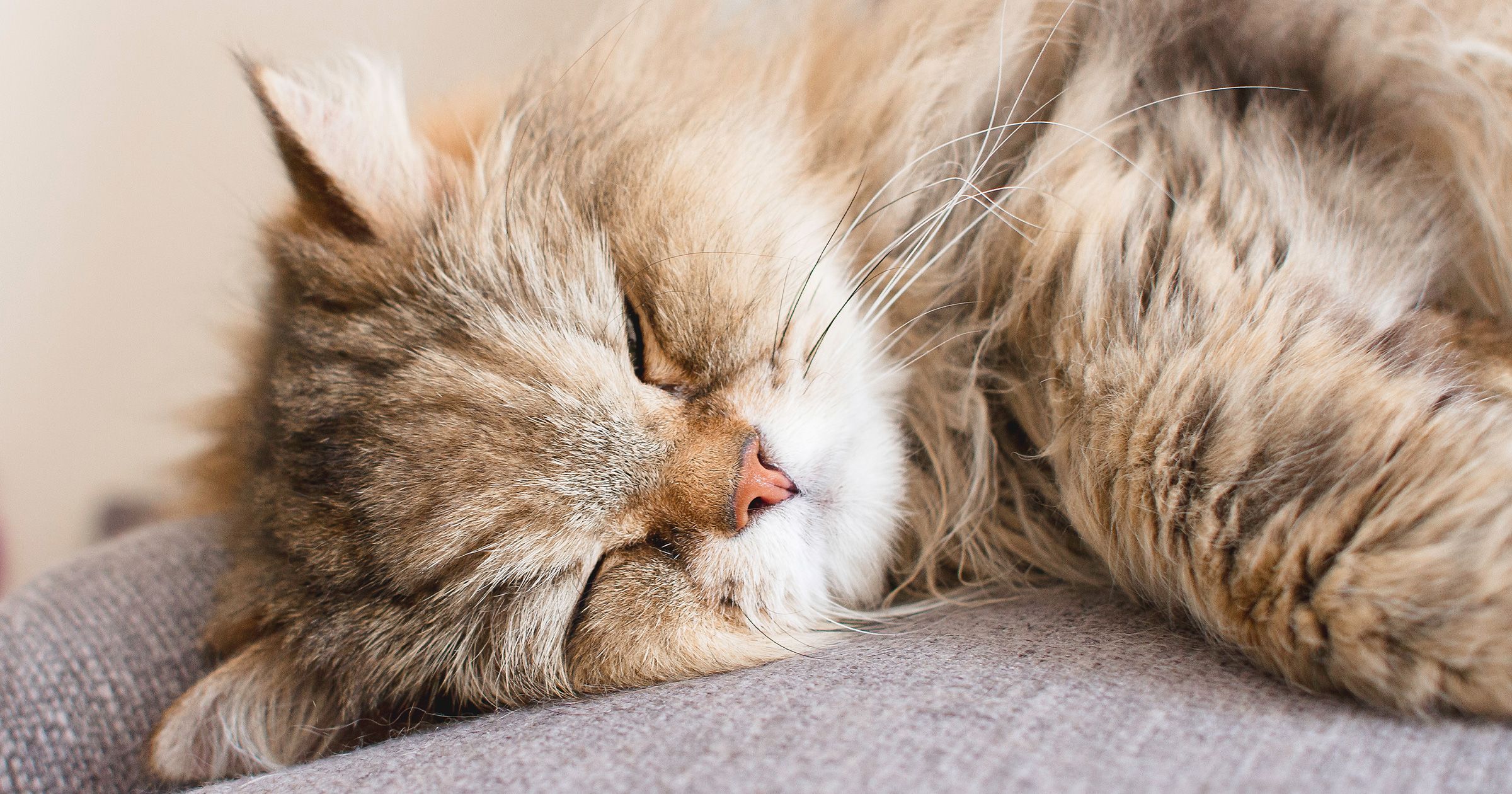 Comment Prendre Soin De Mon Chat Senior Blog Ultra Premium Direct