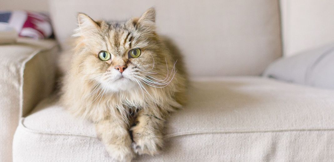 chat à poils longs en intérieur