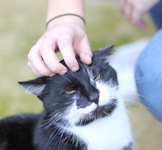 Chat se faisant caressé 