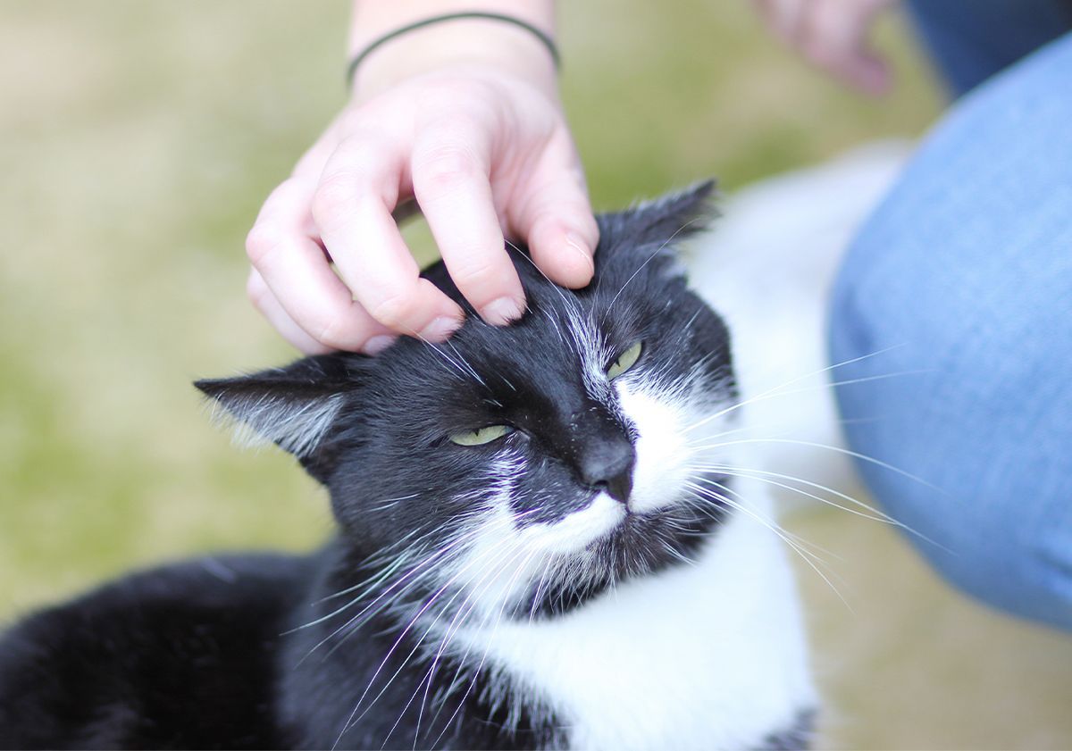 Chat de refuge