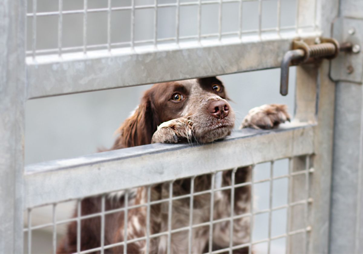 Chien dans une cage