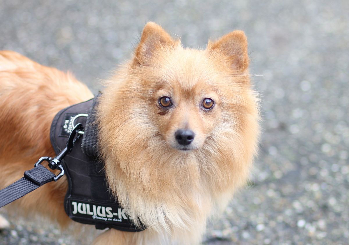 Petit chien roux tenu en laisse