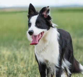 Chien en extérieur