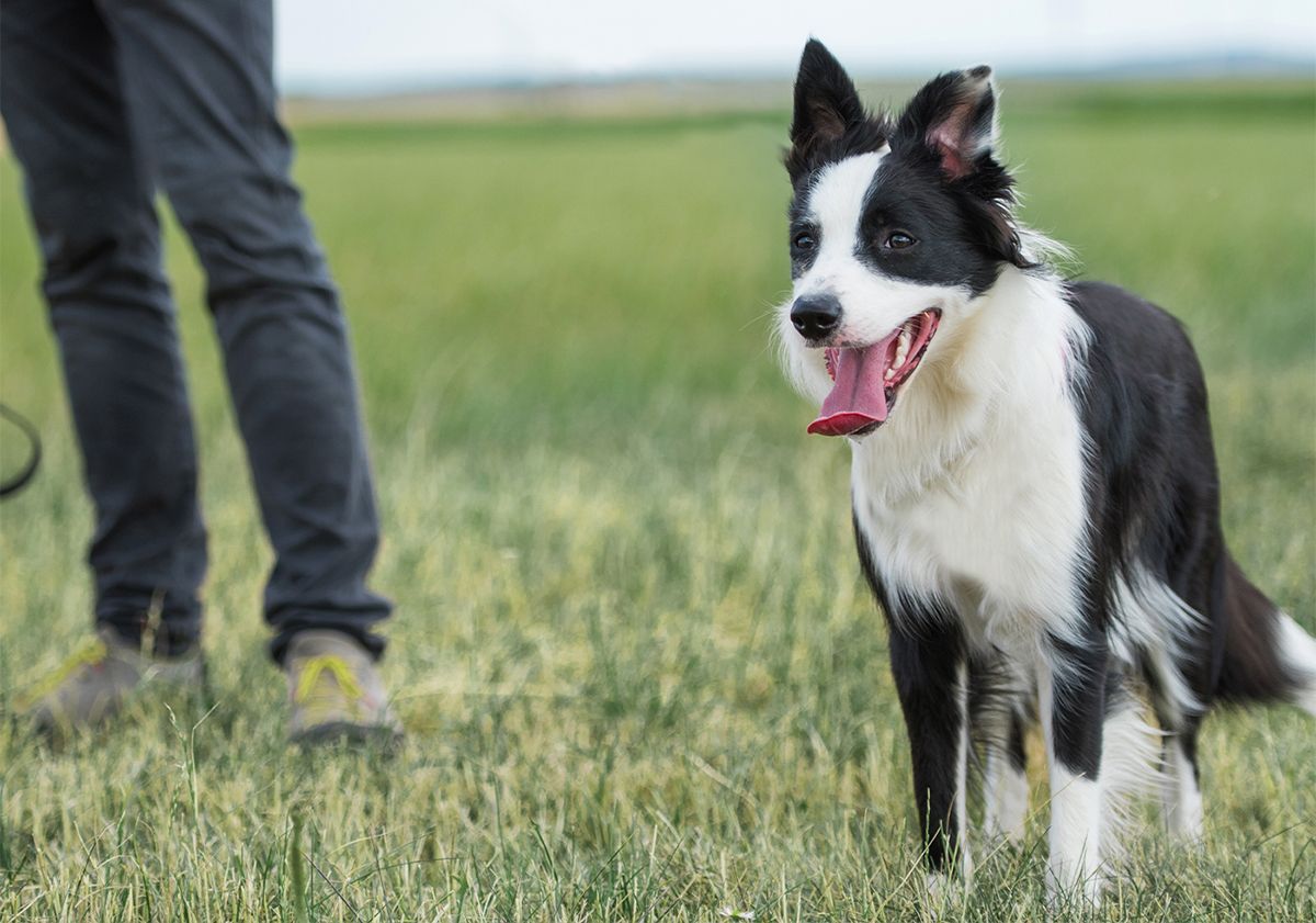 Border Collie en plein air