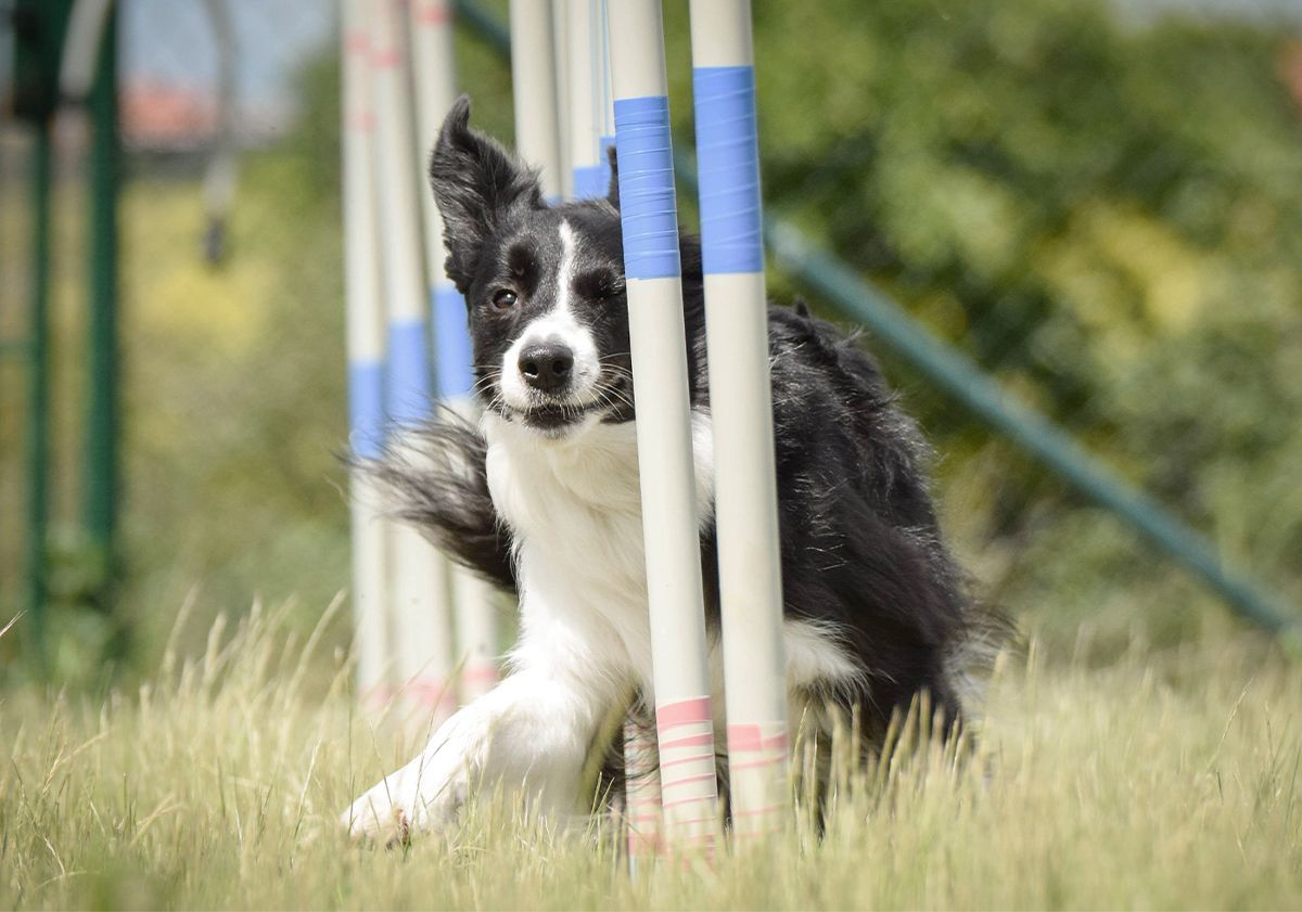 Chien en pleine activité