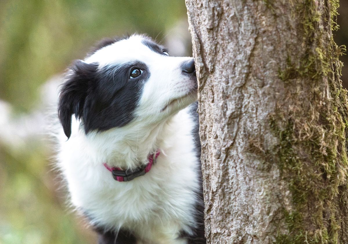 Chiot en plein pistage