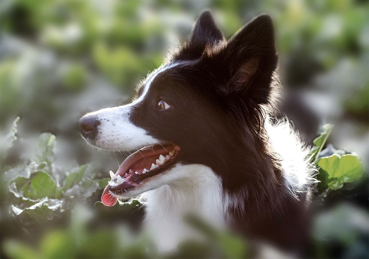 Border Collie dans la nature