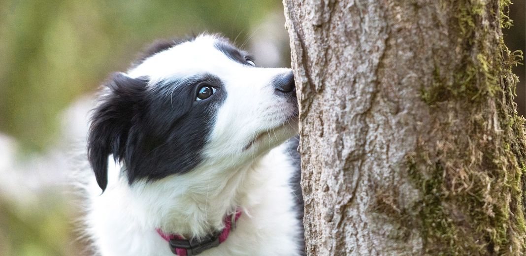 Chien reniflant un arbre