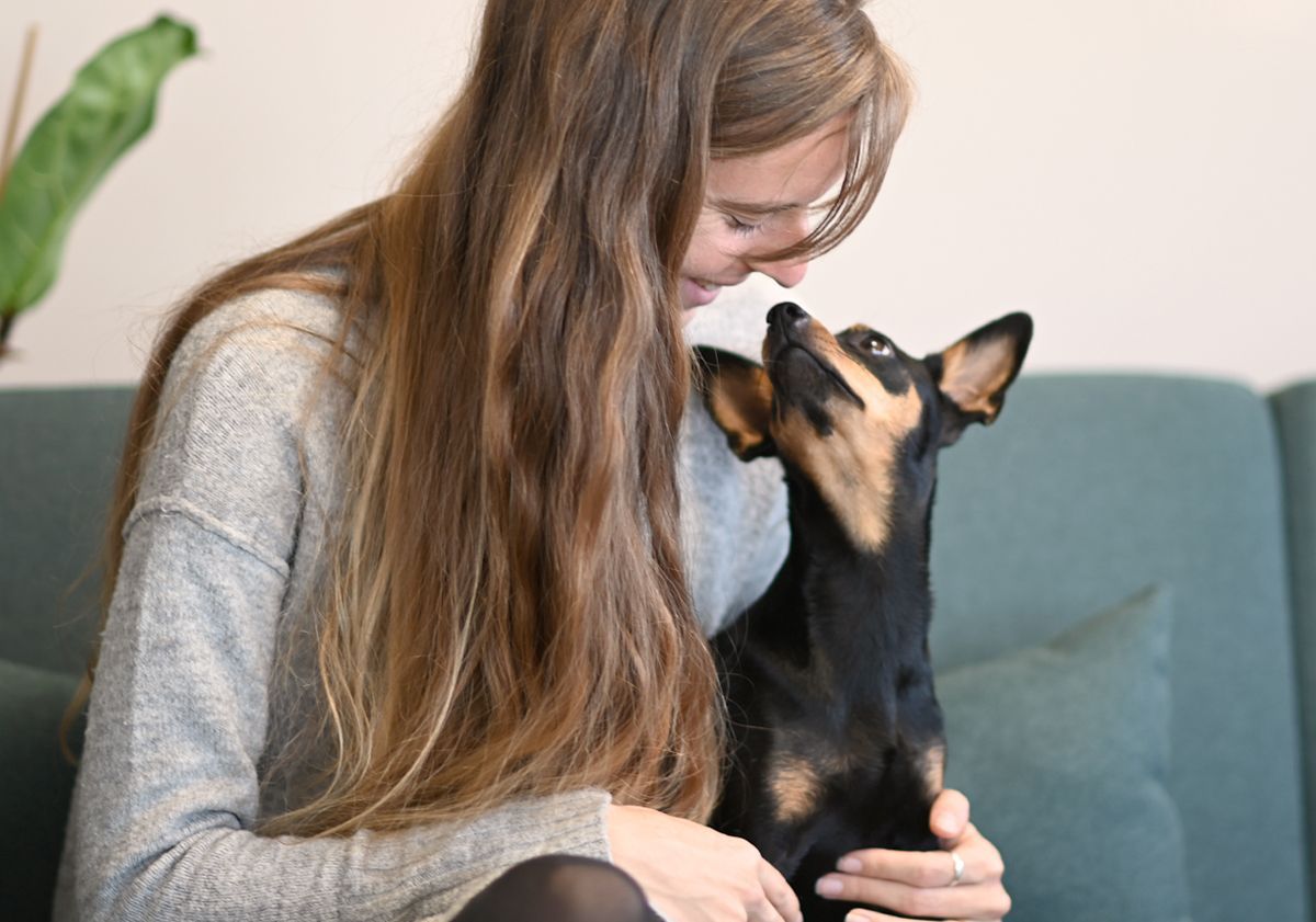 Un Pinscher avec sa maîtresse en intérieur