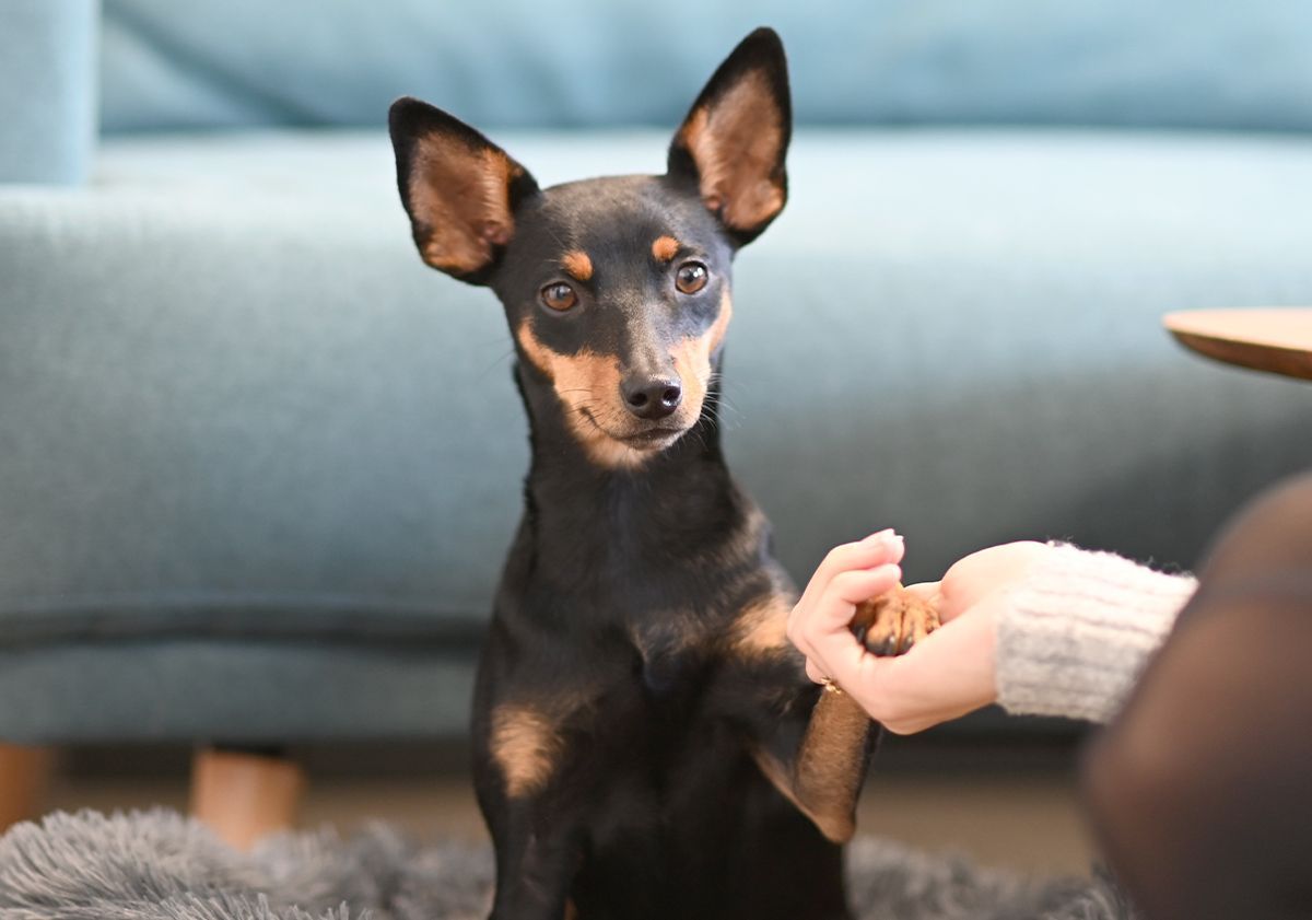 Un Pinscher donnant la patte à sa maîtresse